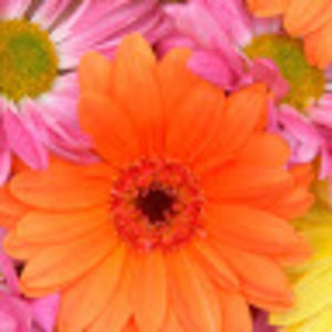 Meet your Posher, Wendy